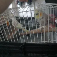 طوطی عروس سخنگو