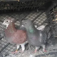 ۴ عدد ۵۰۰ تمن کبوتر گشتی