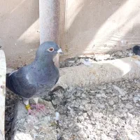 کبوتر فروشی زات دار|پرنده|اردکان, |دیوار