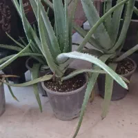 ۱۲گلدان الوئه ورا|گل و گیاه طبیعی|ماسال, |دیوار