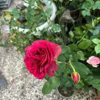 فروش ویژه گل رز و گل ها باغچه ای|گل و گیاه طبیعی|کازرون, |دیوار