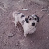 سگ پاکوتاه نر