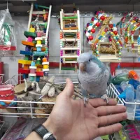 پرنده سرای طوطیاهشتگرد|پرنده|هشتگرد, مدرس|دیوار