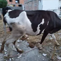 اوله قربانی