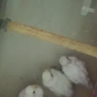 مرغ عشق|پرنده|شیراز, بریجستون|دیوار