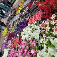 باغبانی به تمام نقاط تهران کرج