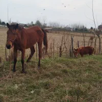 اسب مادیان با کره مادیان|اسب و تجهیزات اسبسواری|ماسال, |دیوار