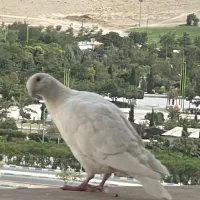 واگذاری کبوتر