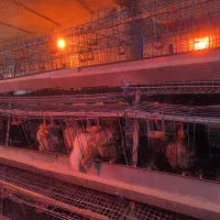 قفس مرغ تخمگذار