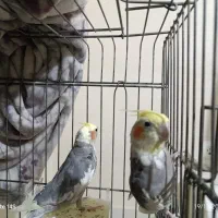 دو عدد نر توسینو برای جفتگیری|پرنده|تبریز, |دیوار