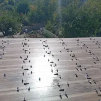 کاشی کاری وسرامیک کاری|خدمات پیشه و مهارت|گلبهار, شهر جدید گلبهار|دیوار