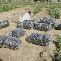 ۵هکتار زمین کشاورزی با آب دایرموتور وقنات|فروش دفتر صنعتی، کشاورزی، تجاری|کهریزک, |دیوار