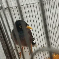 عروس هلندی و مرغ مینا