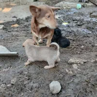 سگ پاکوتاه نگهبان