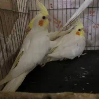 عروس هلندی وکوتوله بریزیلی|پرنده|گلبهار, شهر جدید گلبهار|دیوار