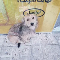 واگذاری سگ رایگان