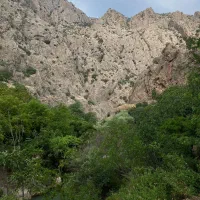 نهال گردو درجه یک