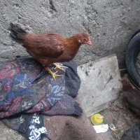 عروس هلندی|حیوانات|زاهدان, |دیوار