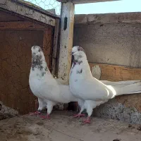 کفتر  دوتا ماده|پرنده|ری, ولی آباد|دیوار