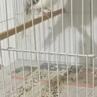 قناری فر آجی نر|پرنده|مشهد, کارمندان دوم|دیوار