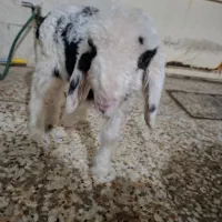 بره
