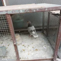 کبوتر ماده نقره ای دم گیر