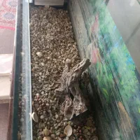 آکواریوم|ماهی|سیرجان, |دیوار