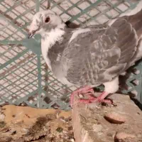 کبوتر|پرنده|اهر, |دیوار