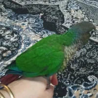 گرینچیک حلقه پا،نرم خور