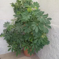 گل طبیعی|گل و گیاه طبیعی|تهران, عبدل‌آباد|دیوار