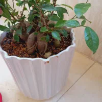 بنسای|گل و گیاه طبیعی|تهران, شکوفه (عبدل آباد)|دیوار