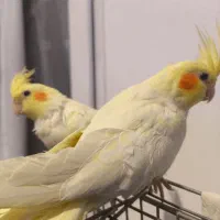 دوتا عروس هلندی ماده