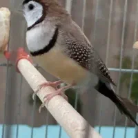 فنچ|پرنده|کرمانشاه, |دیوار