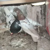 کبوتر ۱۲ عدد رنگی