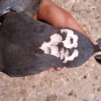 کفتر|پرنده|کشکوئیه, |دیوار