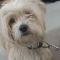 سگ شیتزو کوچولو