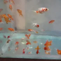 انواع ماهی گلدفیش|ماهی|آمل, |دیوار