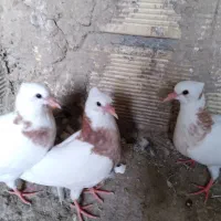 جوجه طوقی|پرنده|مبارکه, |دیوار