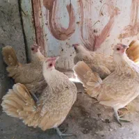 تخم نطفه دار مرغ مینیاتوری