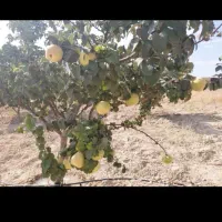 فروش 3 الی 4 تن به