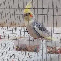 عروس هلندی نر رام