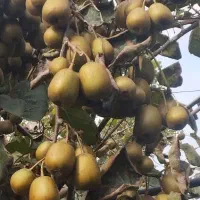 فروش کیوی خونی تو سرخ|عمدهفروشی|رودسر, |دیوار