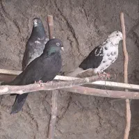 اصفهانی معاوضه با سهره خاکی|پرنده|اصفهان, ارغوانیه|دیوار