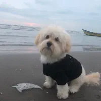 فروشی سگ|سگ|محمدیه-قزوین, |دیوار