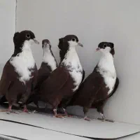 جفت کرباتی سرخ کاکلی عطیقه