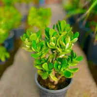 کراسولا یشم گیاه ثروت گل طبیعی|گل و گیاه طبیعی|مشهد, هنرور|دیوار