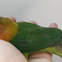 جوجه برزیلی|پرنده|ری, ملکآباد|دیوار