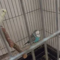 مرغ عشق انگلیسی|پرنده|فردیس, ثابتی|دیوار