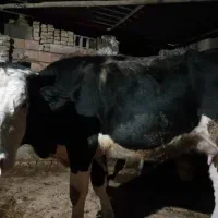 گاوموندبیلیارد شیری باگوساله ۳ماهه|حیوانات مزرعه|آق قلا, |دیوار