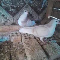 ساده هفت رنگ